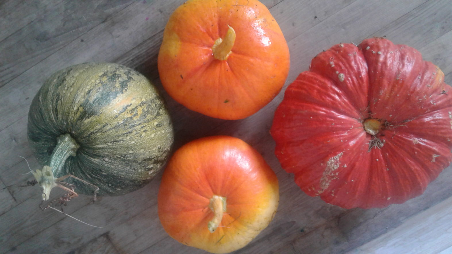 Récolte au potager de l’école !