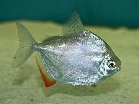 poissons d’avril – Peskig Ebrel
