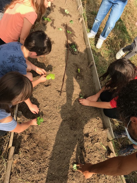 Les ce1 au potager