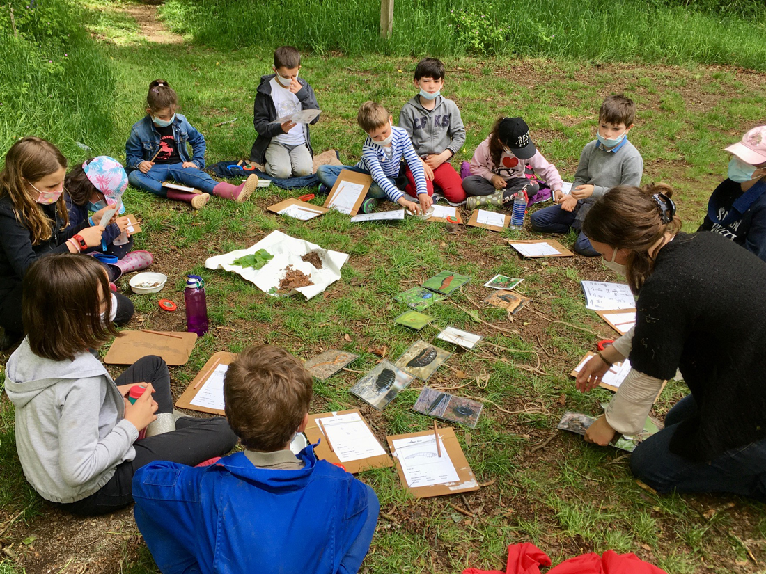 Amprevaned Koat ar Markiz ! (les insectes de la Forêt de Beffou)