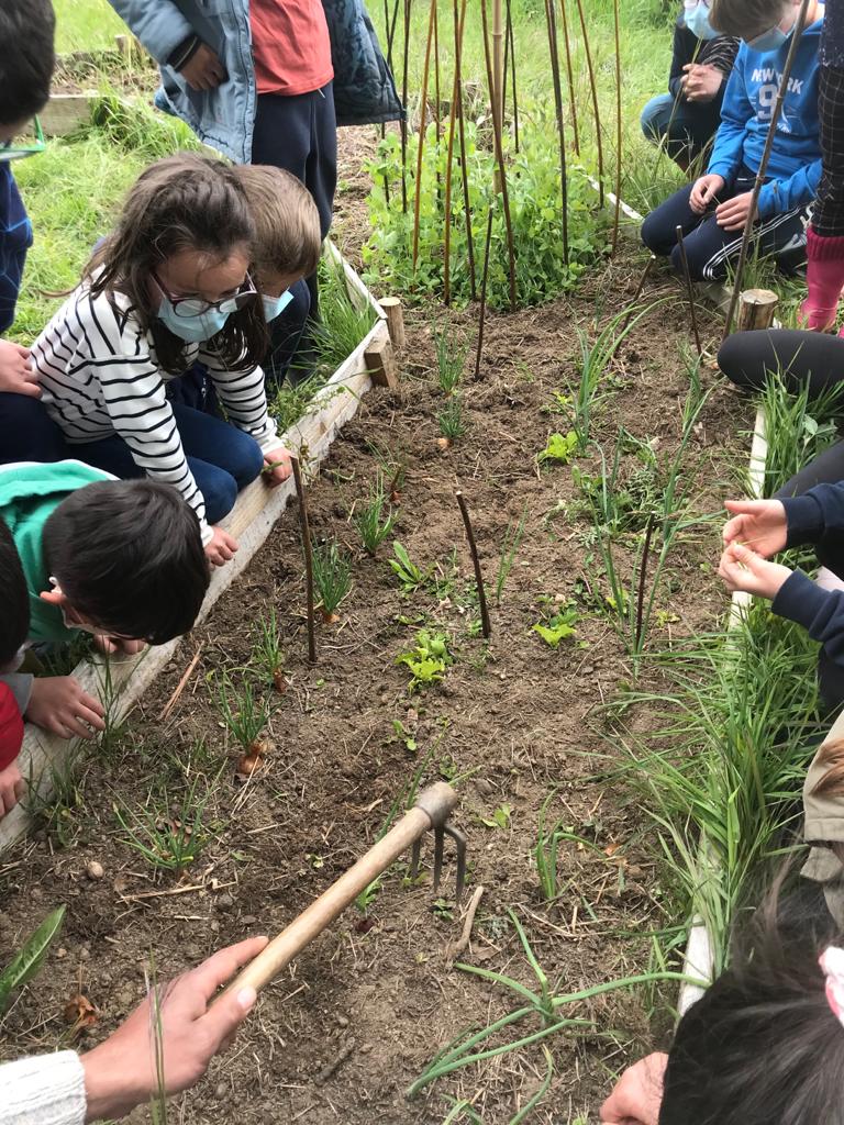 Au potager…