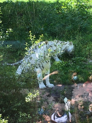 Notre sortie au zoo de Trégomeur