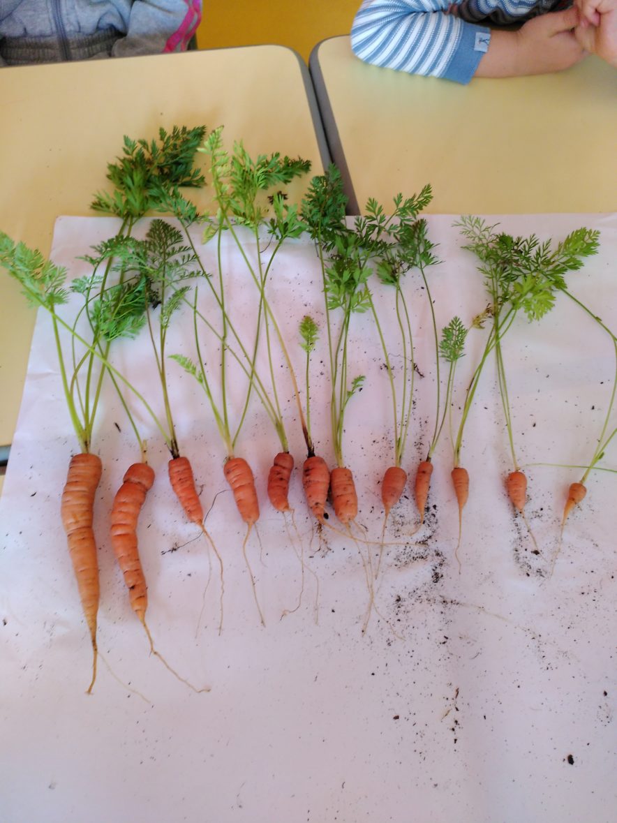 Eus al liorzh d’an asied ! Du potager à l’assiette !